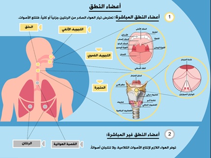 رسم توضيحي لأعضاء جهاز النطق عند الإنسان