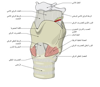 شكل الحنجرة ومكوناتها الداخلية